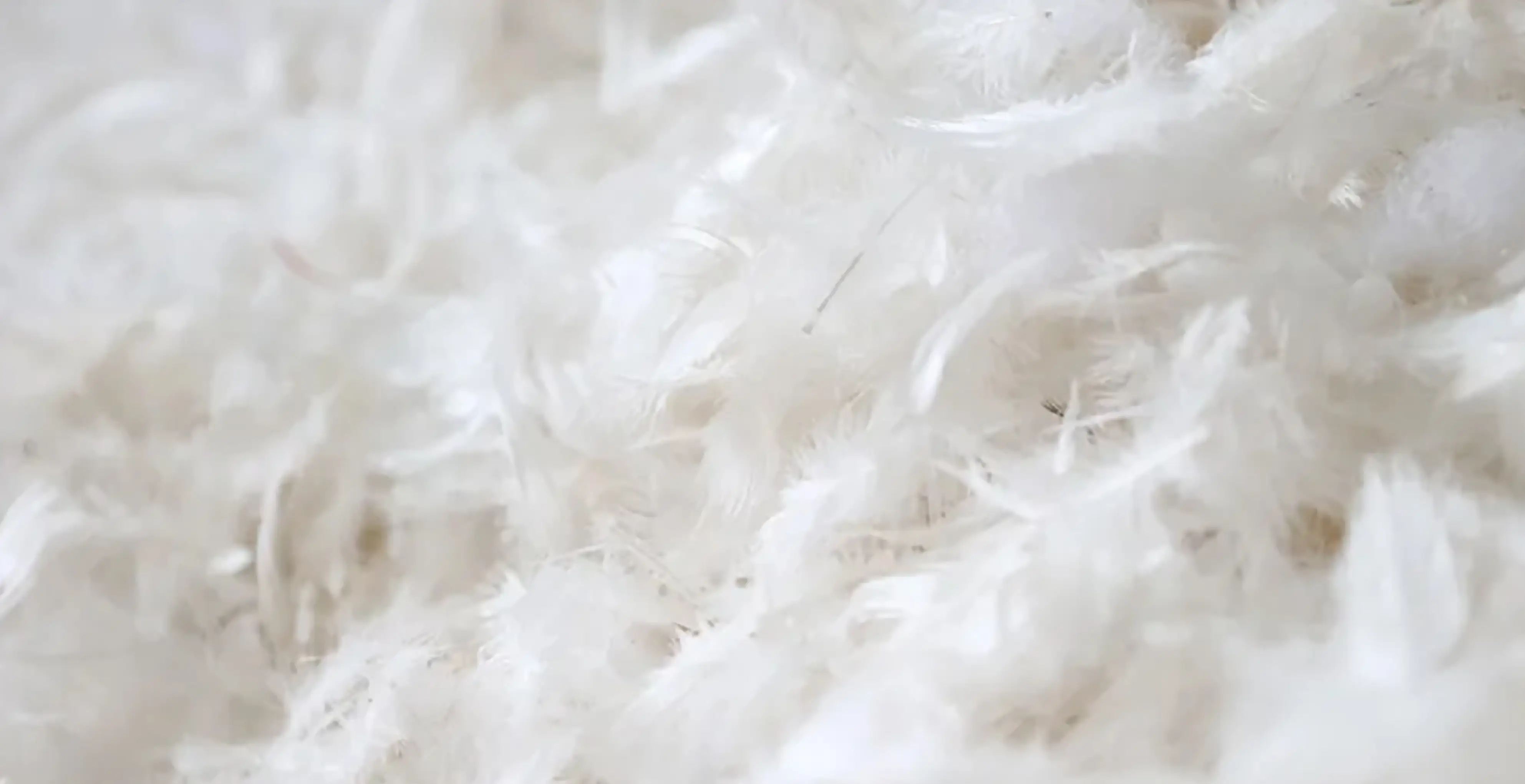 復元力の高いしなやかなグースフェザー