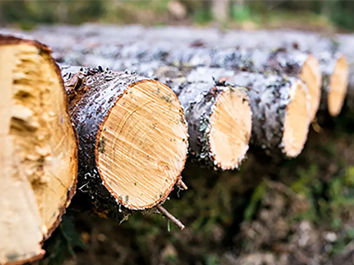 フィンランド産天然パイン材